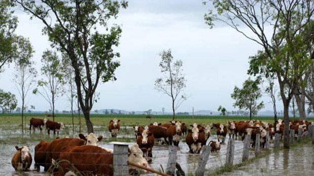 Cattle stand in a flooded Dalby field.