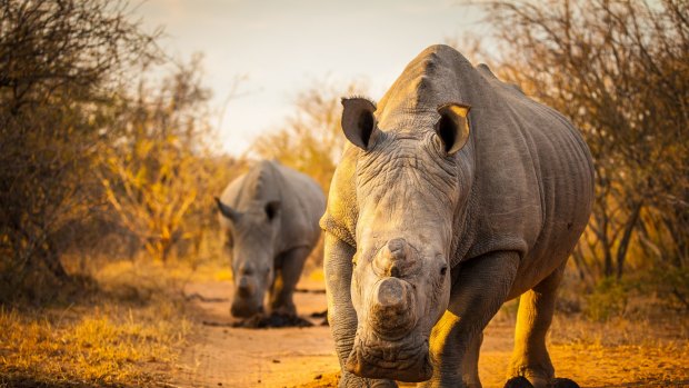 It is feared white rhinos could be extinct in the wild within the next eight years if current poaching trends continue.