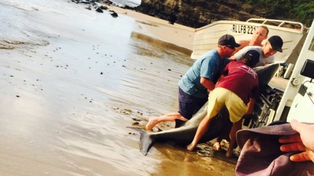 Four men try to lift a large shark - thought to be a bull shark - into a ute at Austinmer, Wollongong.