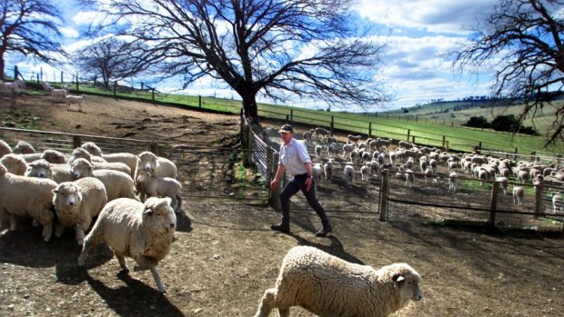 Sheep farmer Charlie Prell yards some of his stud Corridale sheep for shearing on  Gundowringa  near Crookwell. The Prell family want to install wind turbines on their property.