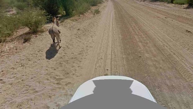 Survivor ... this Street View image shows the donkey got up and walked away.