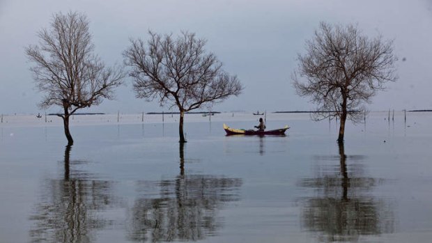 Saturation point: A fisherman passes dead trees in floodwaters from rising sea levels in Demak, Central Java.