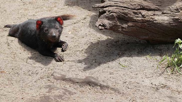 One of the Tasmanian Devils that didn't manage to escape Peel Zoo.