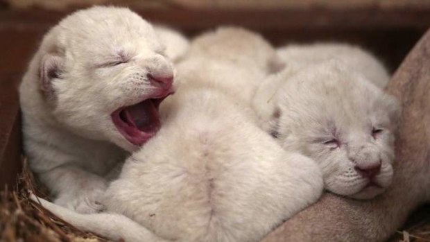 Three times lucky: The new white lion triplets.