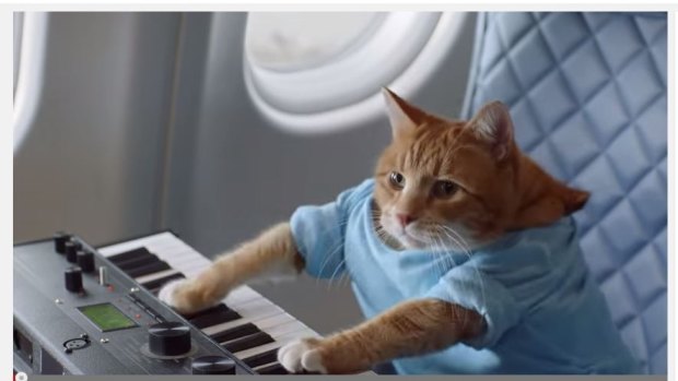 The Keyboard Cat.