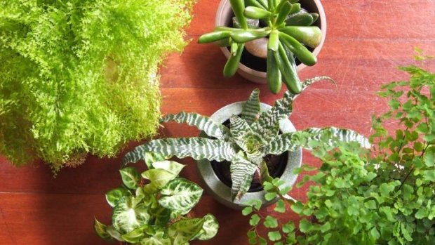 Indoor pot plants can be kept happy with a few simple strategies. 