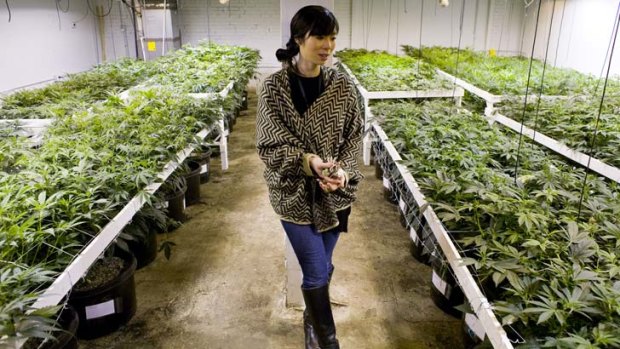 Entrepreneur Kristi Kelly in one of her two industrial cannabis grow rooms in Denver.