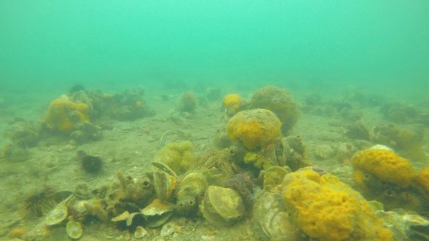 A remnant shellfish reef in the outer Geelong harbour of Port Phillip Bay.