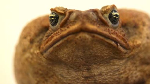 Australia's most notorious pest, the cane toad.
