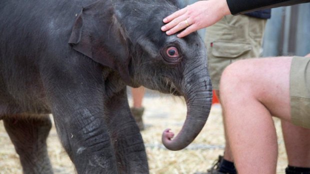 Melbourne Zoo's new baby elephant.
