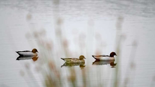 Three Australian Wood Ducks at the Clayton South wetland.