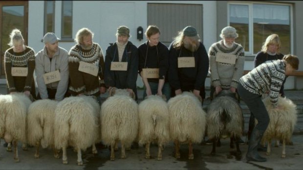 A scene from <i>Rams</i>, part of the Scandinavian Film Festival.