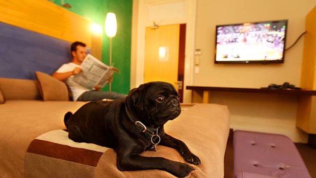 Nip and tuck ... the Medusa Hotel in Darlinghurst provides dog nannies on request.