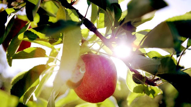Orchard jobs should be among the best in the country. 