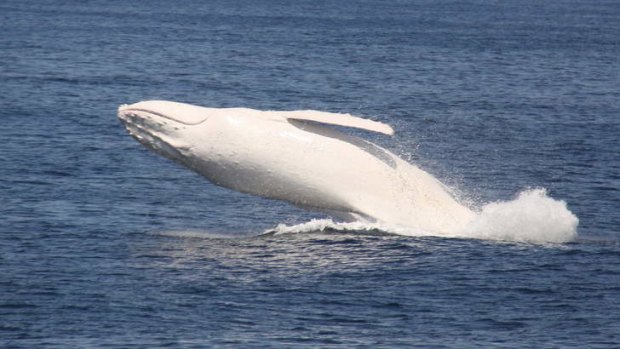 White whale Migaloo spotted off Queensland
