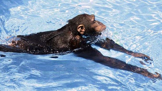 The chimpanzee stretches out for a lazy lap.