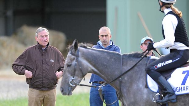 Flashback to 2011: Luca Cumani casts an eye over his Cup runner Manighar on the eve of the Melbourne Cup.