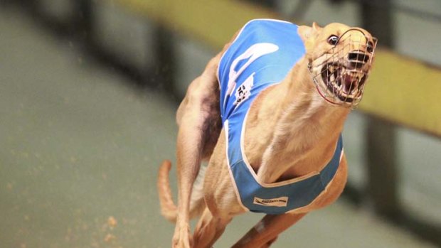 The Miata factor &#8230; after just six months, the greyhound from Western Australia is already becoming a legend.