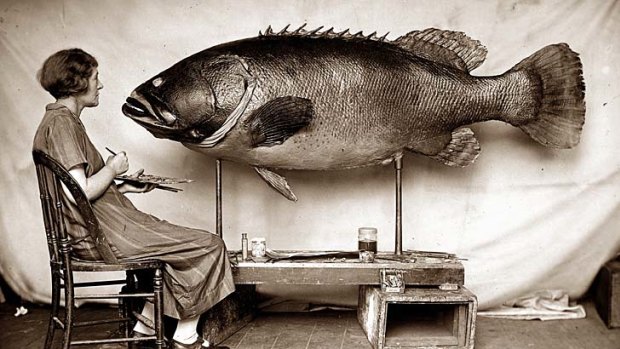 Catch of the day ... the photograph of painter Ethel King colouring a specimen of a Queensland groper in 1926 is included in the  Fish in Australian art exhibition.