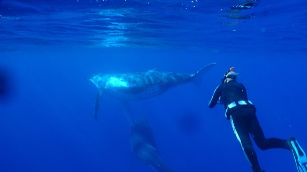 For divers, the visibility is exceptional, with humpback whales among the sightings.