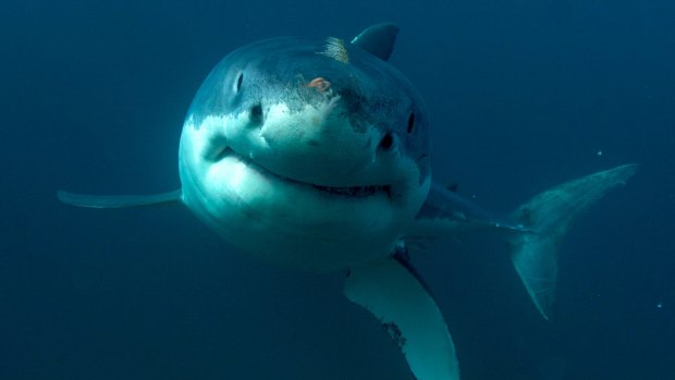 The research would have informed Australian organisations about the presence of great white sharks off the WA coast.