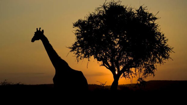 On safari: giraffe at the Hluhluwe-iMfolozi National Park, South Africa.