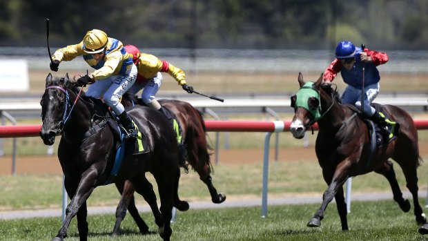 Jockey Jeff Penza (yellow cap) on Nat King Cu wins race two at Thoroughbred Park on Tuesday. 