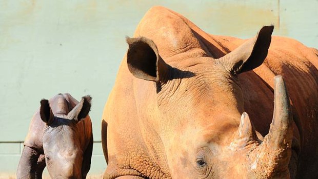 Australia Zoo's baby rhino and her mother Caballe.
