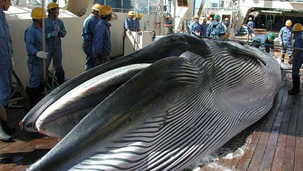 Picture taken by Japan's Institute of Cetacean Research in 2013 shows a Bryde's whale on the deck of a whaling ship.