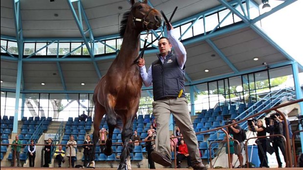Headline act: This half-brother to Black Caviar will be just one of the draws at next week's yearling sale.