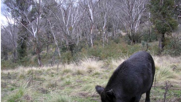 Black mark ... the damage done by feral animals, such as this wild pig in the Snowy Moutains, is proving costly to NSW farmers, in both time and money.
