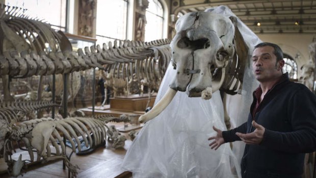 Jacques Cuisin of the Natural History museum in front of the elephant skeleton whose tusk was chopped off.
