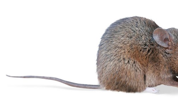 A mouse virus is suspected of causing breast cancer in humans.