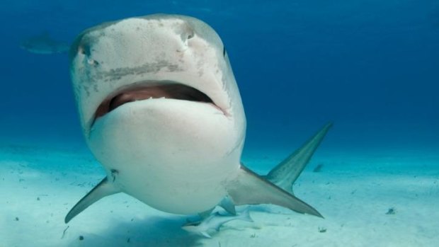 Not just a scary face: sharks 'are smart and capable of complex interactions'.