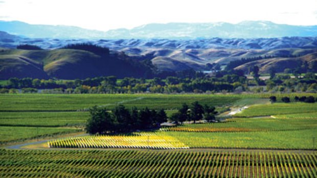 Competitive edge ... the evocatively named Gimblett Gravels are the source of much of New Zealand's great wine.