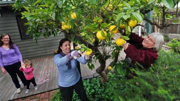 Fruitful times: Volunteers Gaby Harris (centre) and Kate Patrick pick the grapefruit from the garden of Keren Osborn and daughter Jane.