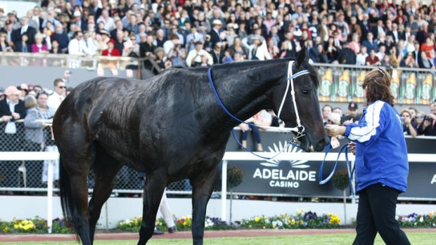 During Black Caviar's big race in Adelaide last month, the art of racecalling took the over-the-top route to the finish line.