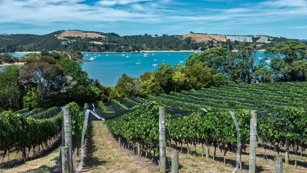 Waiheke Island vineyard and winery. The netting protects the vines from birds who eat and destroy the grapes. The vineyard overlooks a turquoise blue bay. SunMay28NZ Waiheke Island wineries on horseback, NZ By Rob McFarland Credit: iStock SatJun17-foodNZHorse