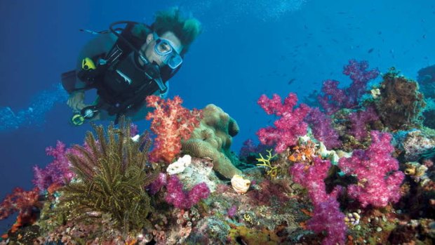 National treasure: The Great Barrier Reef's unique beauty and immense economic value means it's protection is of vital importance to each of the major parties.
