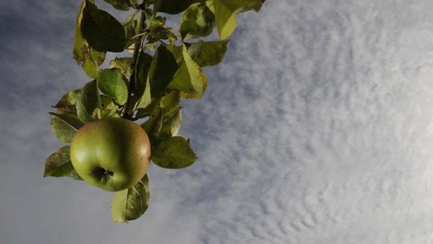 She'll be apples for Cider Australia if it blocks a proposed new tax.