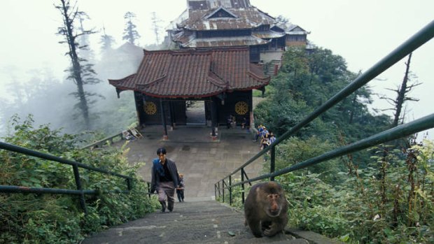 Monkey business: Hungry Tibetan macaques can make life tough for visitors to China's Mount Emei.