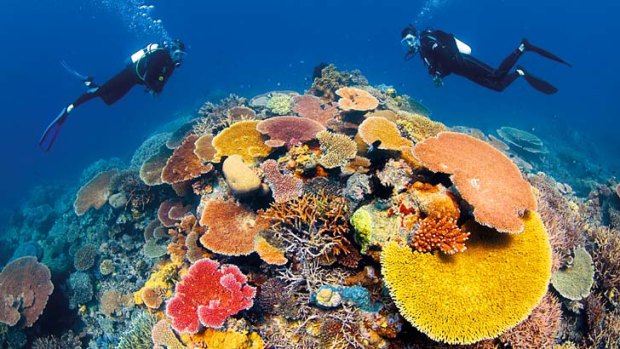 Grief for reef: Three million cubic metres of dredge spoil from the Abbot Point coal terminal will be dumped in the Great Barrier Reef.