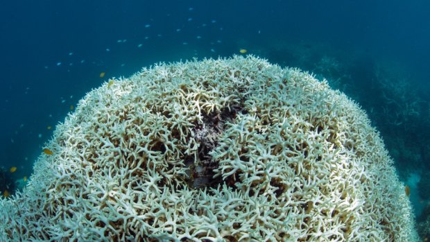 Reefs around Lizard Island have been 90 to 100 per cent bleached. 