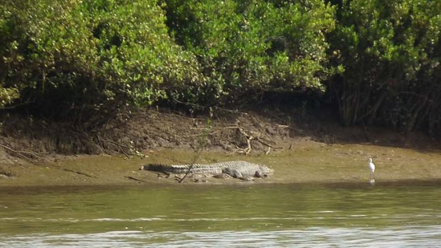 The crocodile lies on the bank of the Mary River.