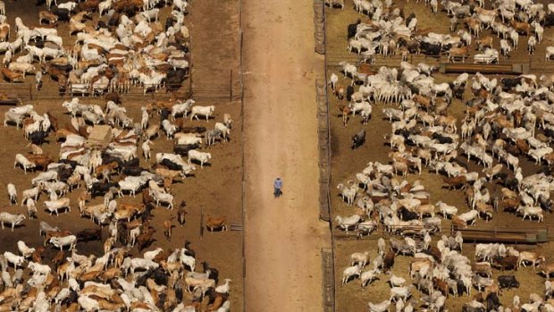 A lone stock man walks through up to 5000 head of cattle held at the Cedar Park Export Yards south of Darwin.