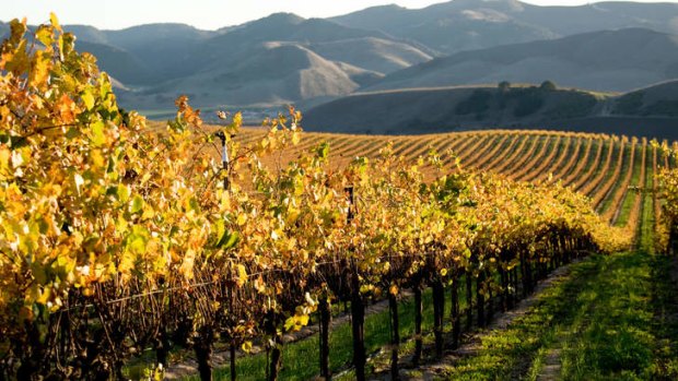 Wine times: Vineyards in Santa Barbara in autumn.