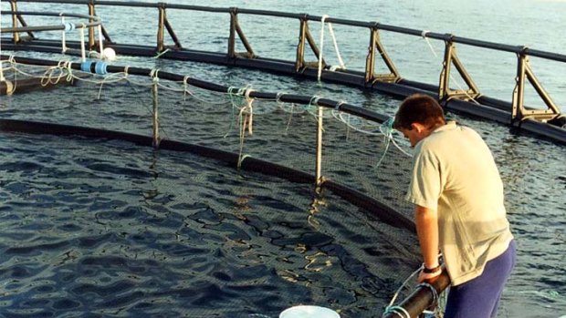 Awash with criticism ... the NSW government rejected claims a fish farm trial off the north coast will pollute the surrounding marine environment and attract sharks.