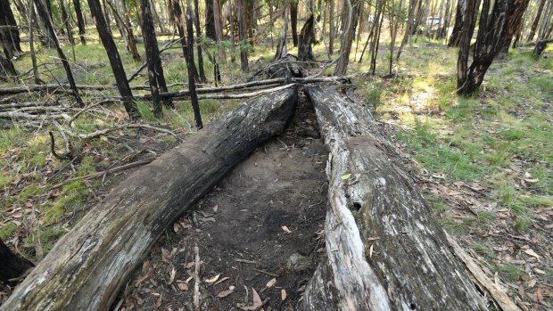 The site in Macedon Regional Park where Karen Ristevski's remains were found on Monday.