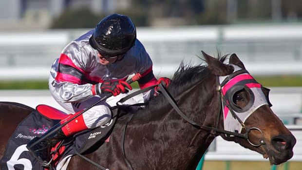 Exceptionally is likely to figure in the Sydney Cup.