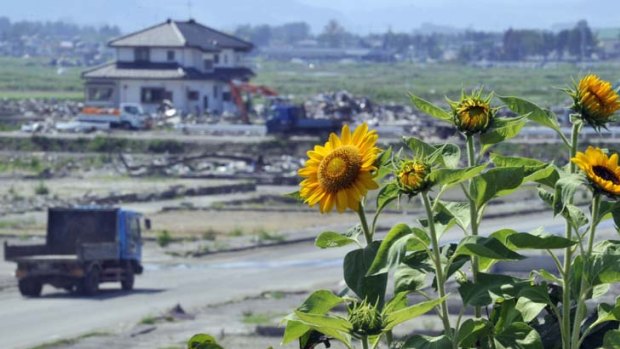 Starting again ... sunflowers are seen in the tsunami hit field in in Natori, in Miyagi prefecture.